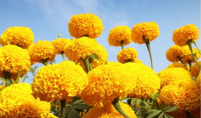 Khám Phá 5 Loài Hoa Tượng Trưng Cho Sự Phản Bội Mới Nhất