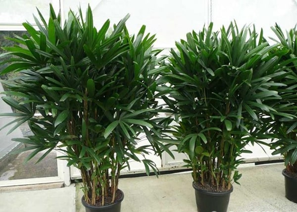 Tre Nhật Bản - biểu tượng, ý nghĩa phong thủy, cách trồng