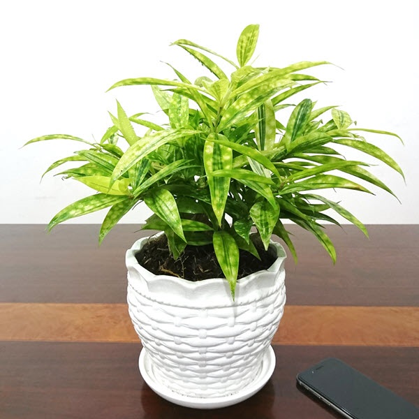 Tre Nhật Bản - biểu tượng, ý nghĩa phong thủy, cách trồng