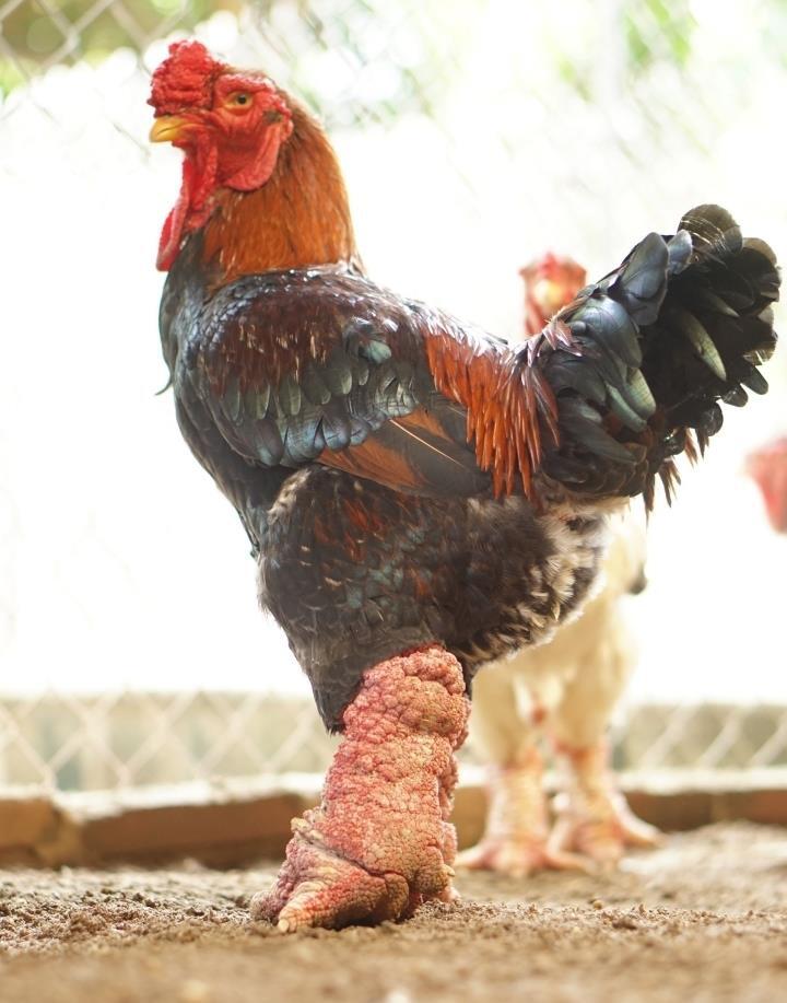 Gà Hoàng Gia Hưng Yên có giá lên tới vài triệu đồng/con gà, ngon thế nào?