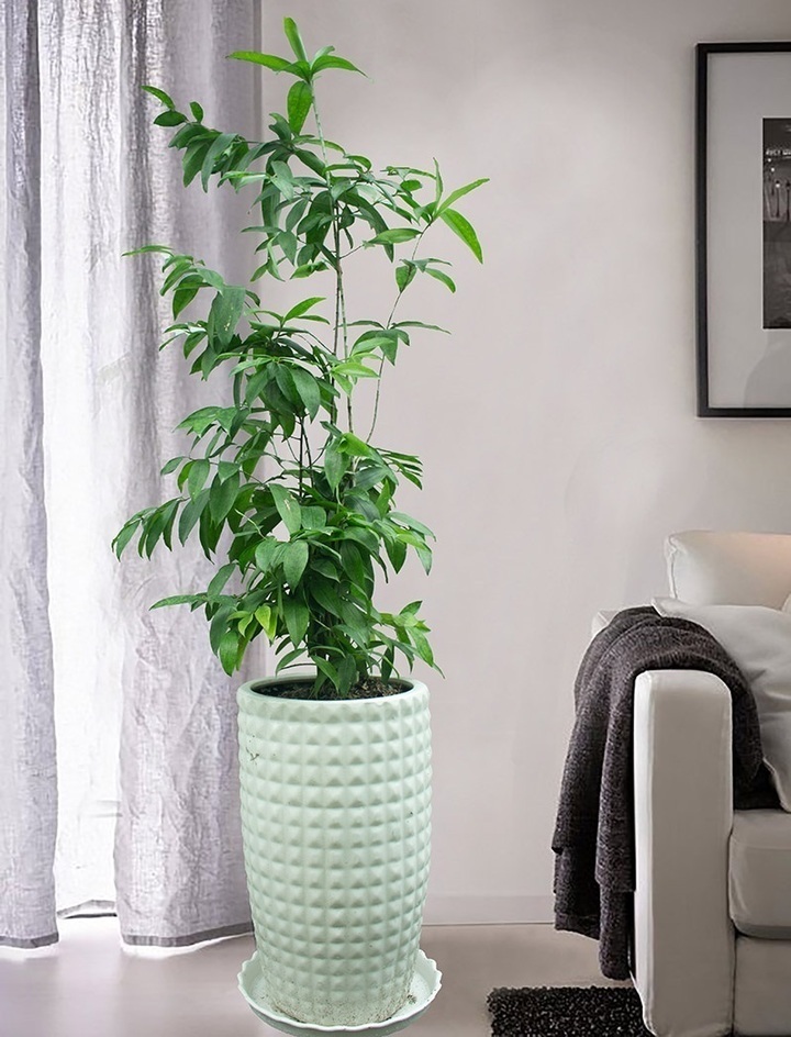 Ý nghĩa phong thủy của cây tre Nhật Bản: Biểu tượng của sức mạnh và danh dự. (Ảnh: Flickr)