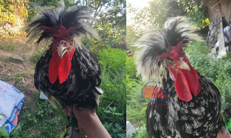 Gà Quý Phi: Giống gà quý hiếm, độc lạ tại Việt Nam