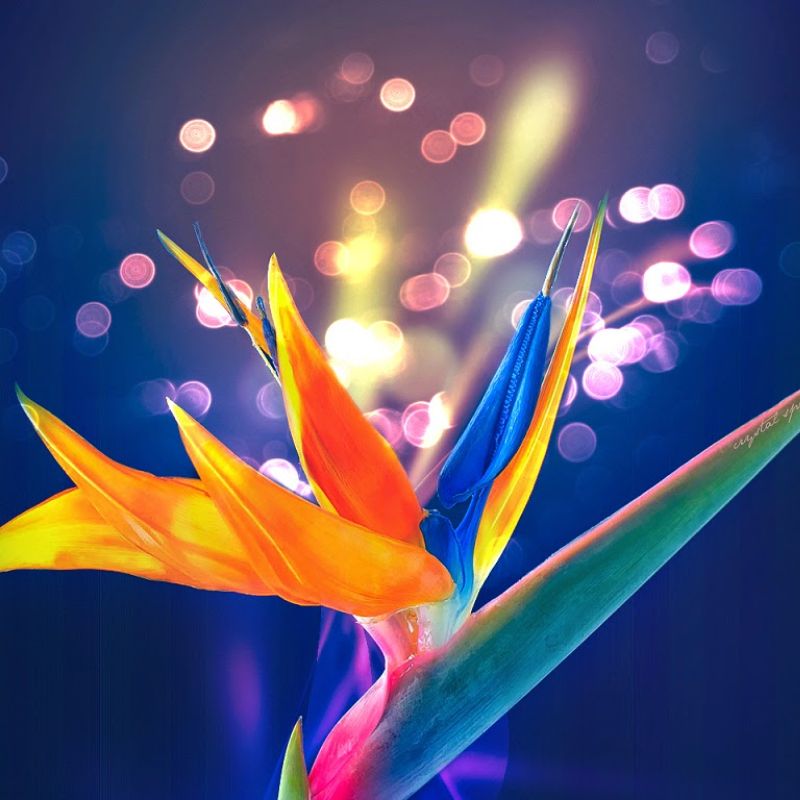 Ý nghĩa của hoa thiên điểu trong văn hóa và tâm linh là gì?