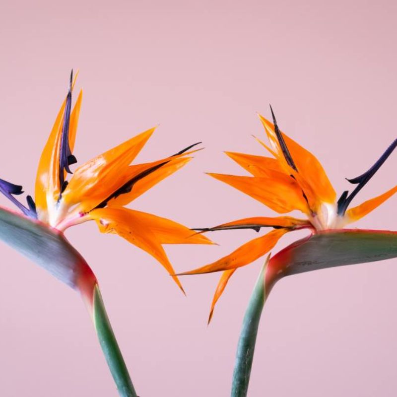 Ý nghĩa của hoa thiên điểu trong văn hóa và tâm linh là gì?