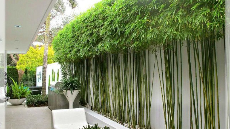 Tre Nhật Bản - biểu tượng, ý nghĩa phong thủy, cách trồng