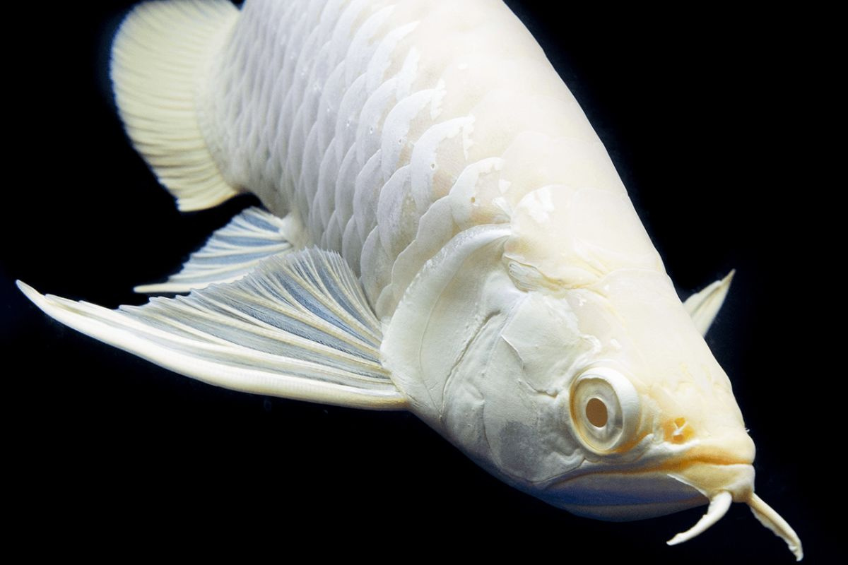 Loài cá cảnh đắt nhất thế giới, một con có giá gần 10 tỷ đồng khiến nhiều người tò mò.