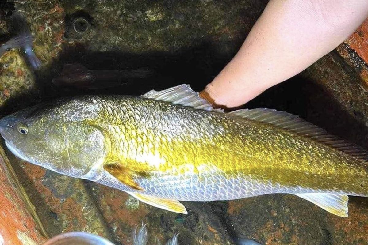 Top 5 loài cá đắt nhất thế giới sẽ khiến bạn ngạc nhiên