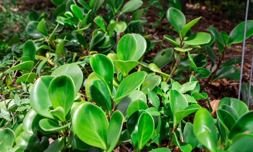 Đặc điểm của cây trường sinh