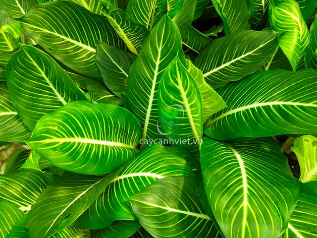 Công dụng tuyệt vời của cây Oai Hùng trong việc thanh lọc không khí Công dụng của cây Oai Hùng trong việc thanh lọc không khí