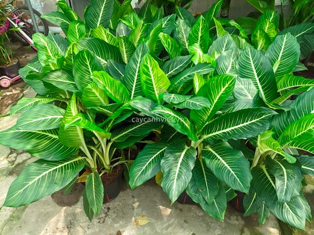 Cách chăm sóc cây Oai Hùng để cây luôn phát triển tốt Hướng dẫn cách chăm sóc cây Oai Hùng luôn xanh tốt