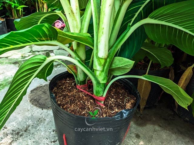 Tưới nước cho cây Oai Hùng - Giữ ẩm mà không bị ngập úng Tưới nước cho cây Oai Hùng, khoảng 2 ngày/lần để cây phát triển tốt