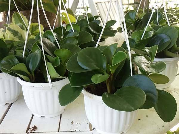 Ý nghĩa của cây trường sinh, cách trồng và chăm sóc - 2