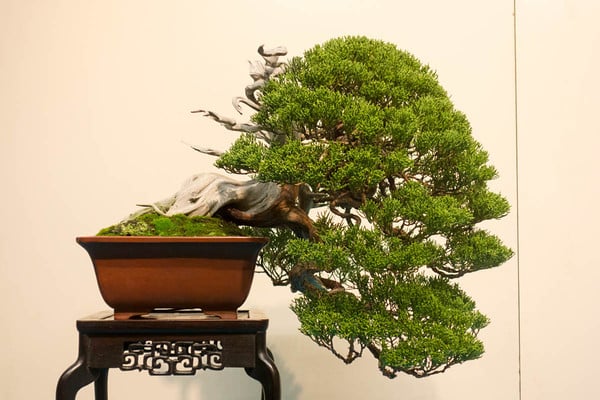 Kim sa tùng - loại cây bonsai yêu thích của những người yêu thích cây cảnh