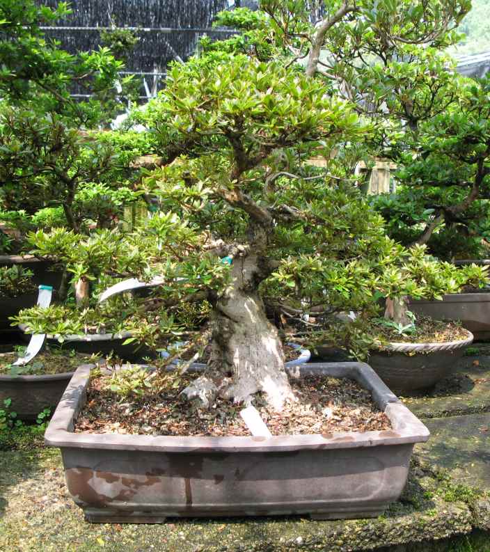 Kim sa tùng - loại cây bonsai yêu thích của những người yêu thích cây cảnh