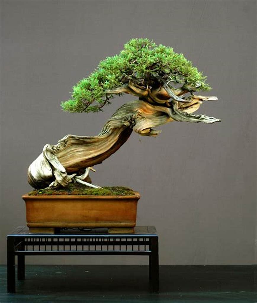 Kim sa tùng - loại cây bonsai yêu thích của những người yêu thích cây cảnh