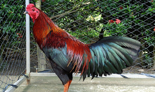 Hướng dẫn cách trị gà bị rót, bị lỏn lẻn, gà cự yếu, gà không chịu đá hiệu quả