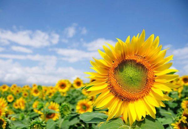 Những bông hoa màu vàng đẹp và ý nghĩa nhất