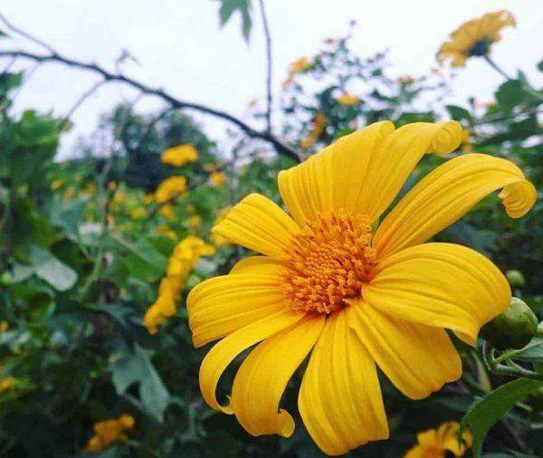 Những bông hoa màu vàng đẹp và ý nghĩa nhất