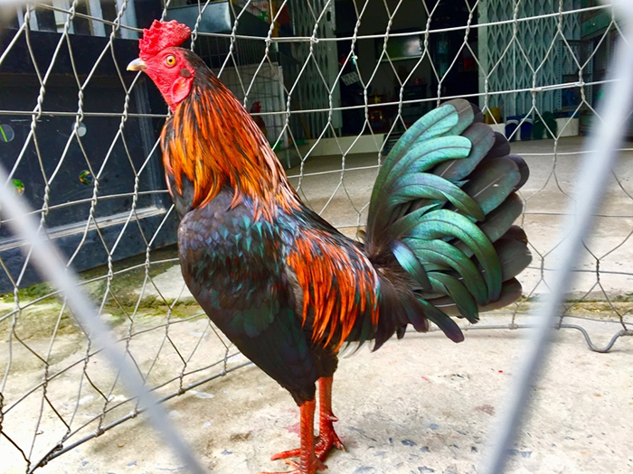 Cho gà ăn gì để lông mượt, cách chăm gà cảnh đẹp