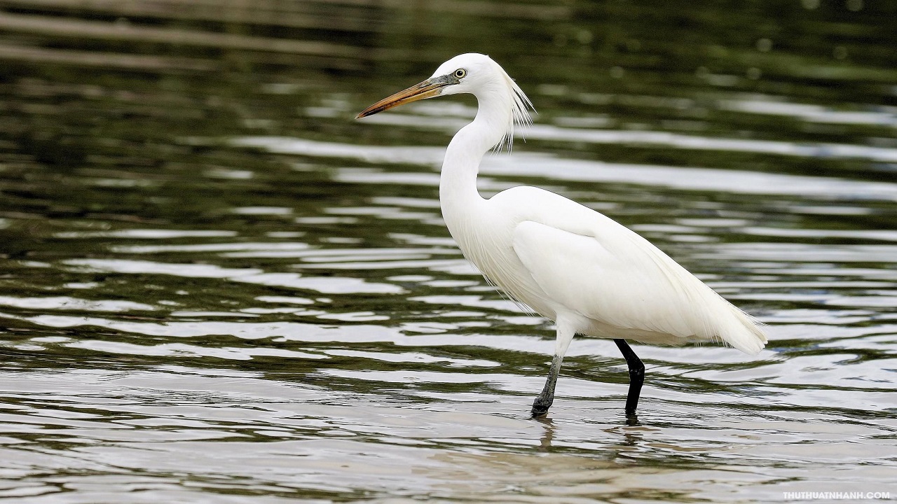 Con Cò – Ý Nghĩa, Tập Tính Và Vai Trò Trong Văn Hóa Việt Nam - Bẫy chim Sơn Thọ