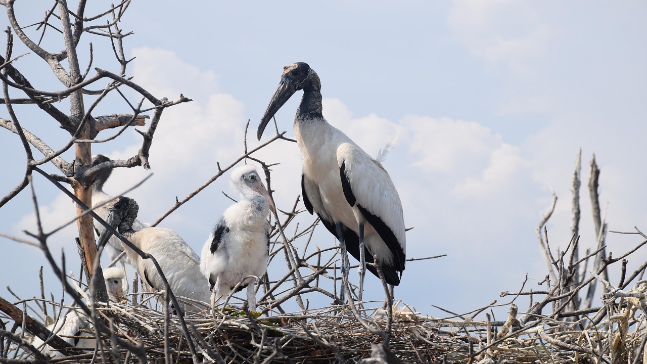 Con Cò – Ý Nghĩa, Tập Tính Và Vai Trò Trong Văn Hóa Việt Nam - Bẫy chim Sơn Thọ