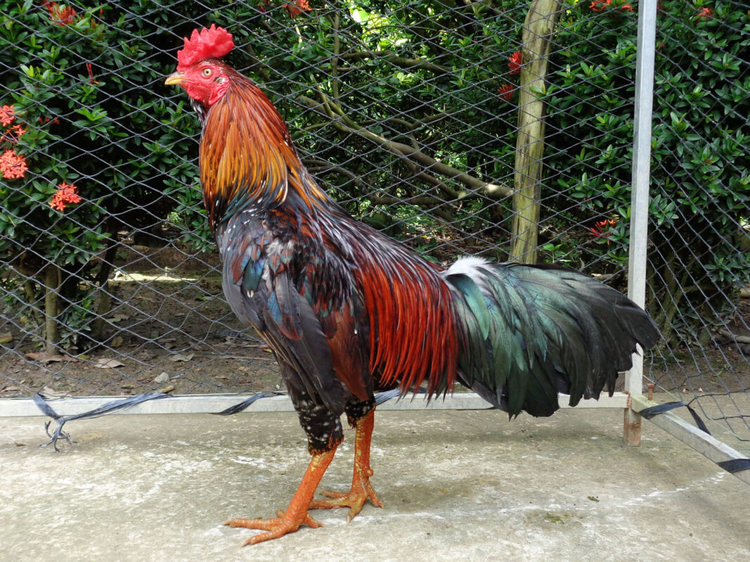 Cách nuôi gà đá mau mập | 101 kỹ thuật nuôi gà đá mau lên ký