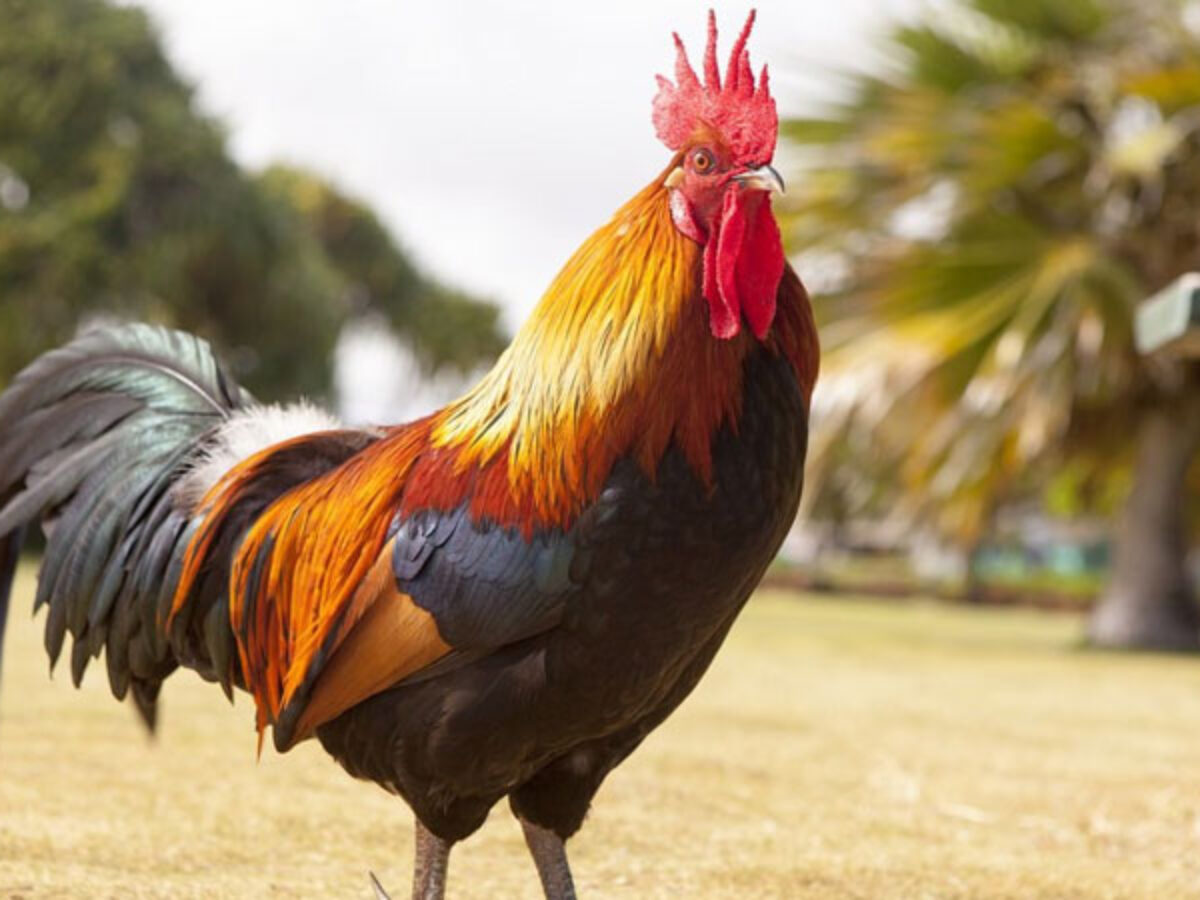 Góc giải đáp: gà trống có đẻ trứng không?