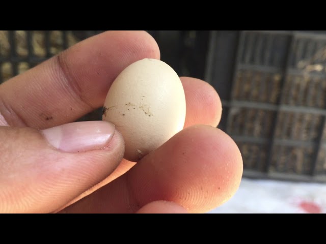 Gà trống đẻ trứng có thật không? - YouTube