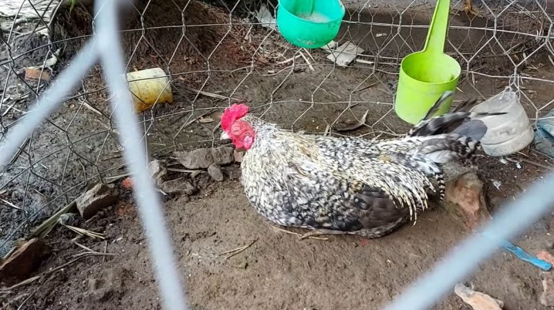 Phác đồ điều trị Coryza ở gà