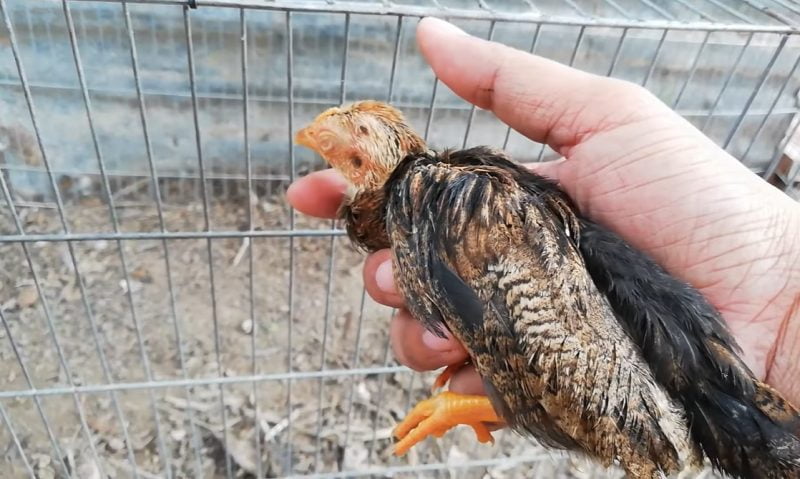 Chăm sóc gà bị sưng phù đầu