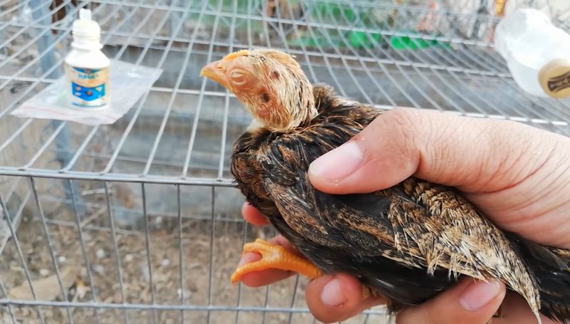 Phòng ngừa bệnh sưng phù đầu ở gà