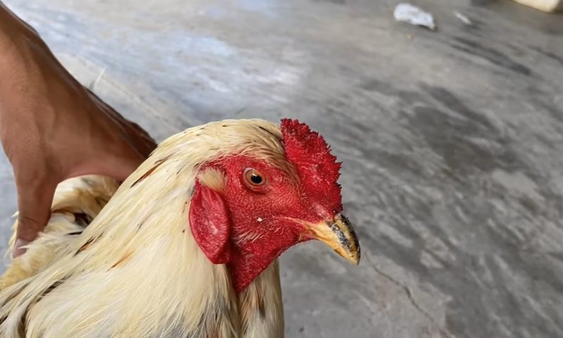 Phòng bệnh sưng phù đầu bằng vaccine