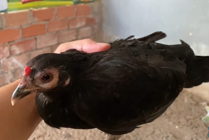 Bệnh sưng phù đầu ở gà - Coryza