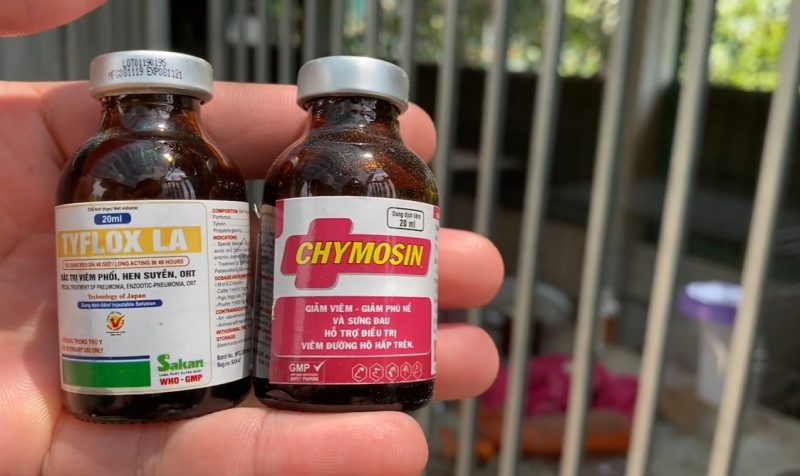 Phân biệt Coryza và E.coli ở gà