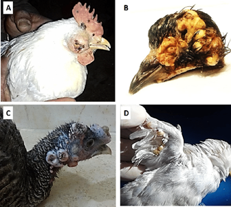 Triệu chứng đậu gà thể da