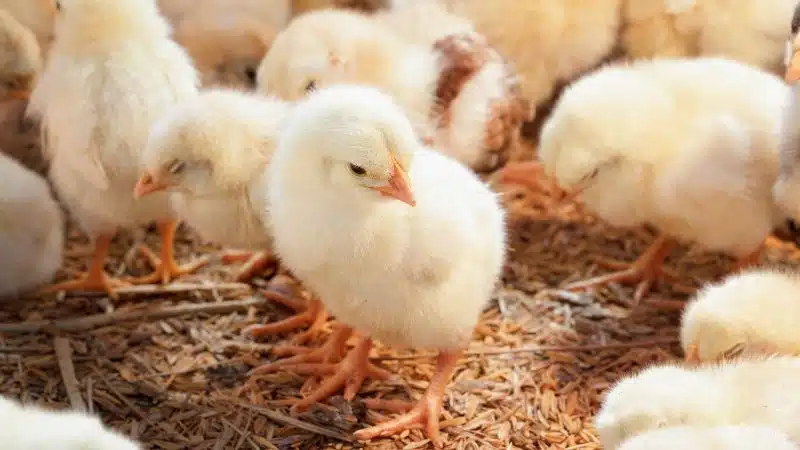 Chăm sóc gà con mới nở khỏe mạnh