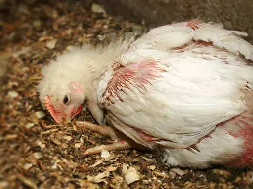 Cách Phòng Và Điều Trị Bệnh Nấm Phổi Ở Gà Hiệu Quả