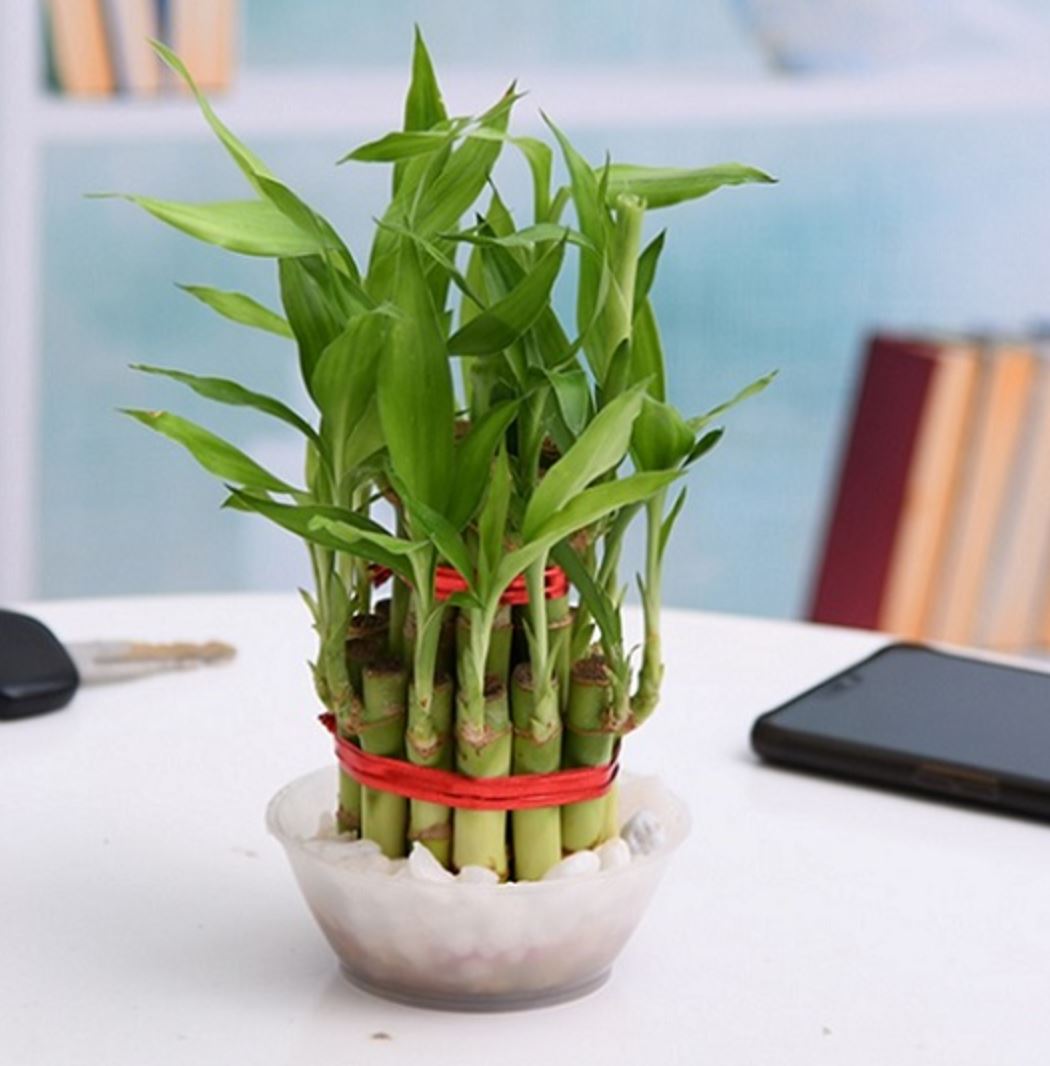 Trúc Phú Quý Và Những Điều Bạn Nên Biết