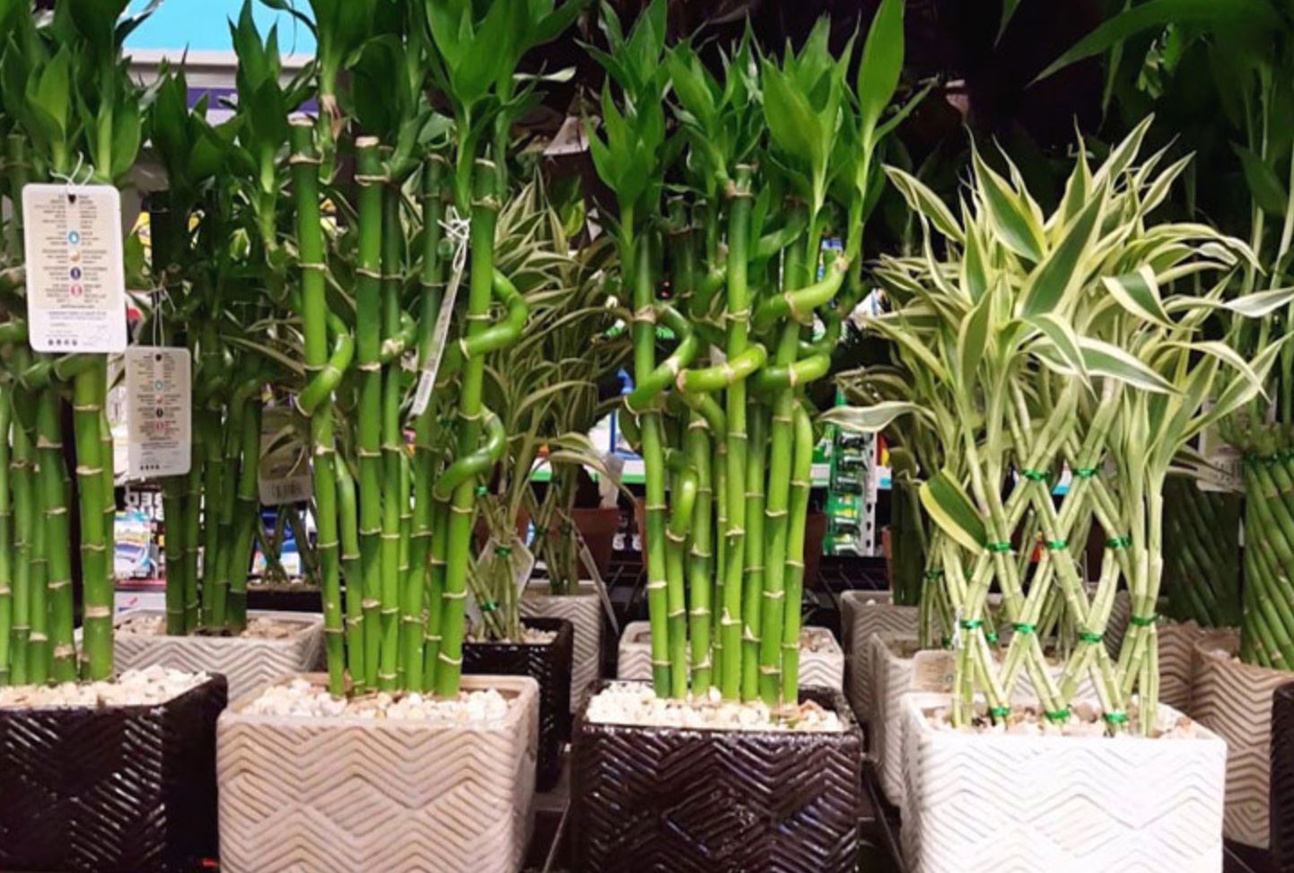 Trúc Phú Quý Và Những Điều Bạn Nên Biết