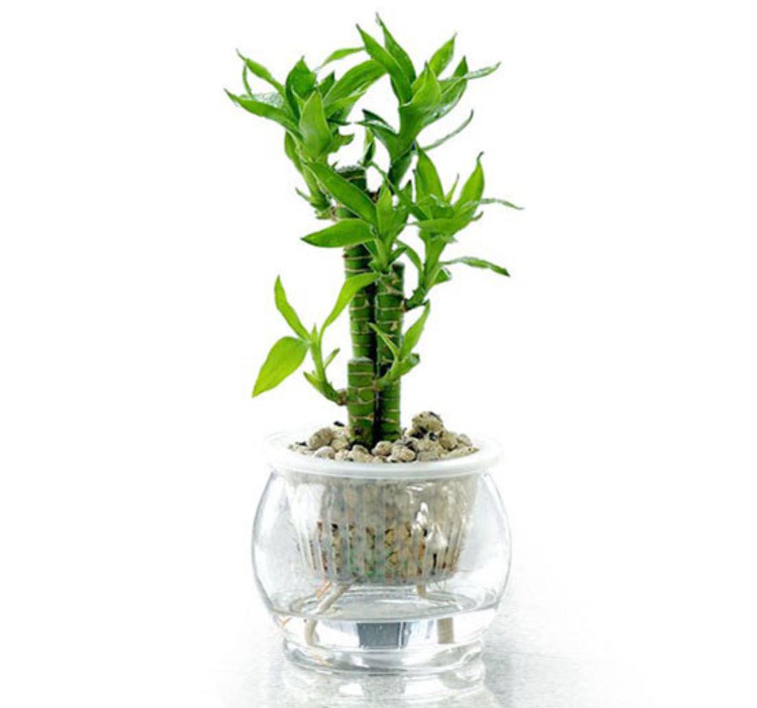 Trúc Phú Quý Và Những Điều Bạn Nên Biết