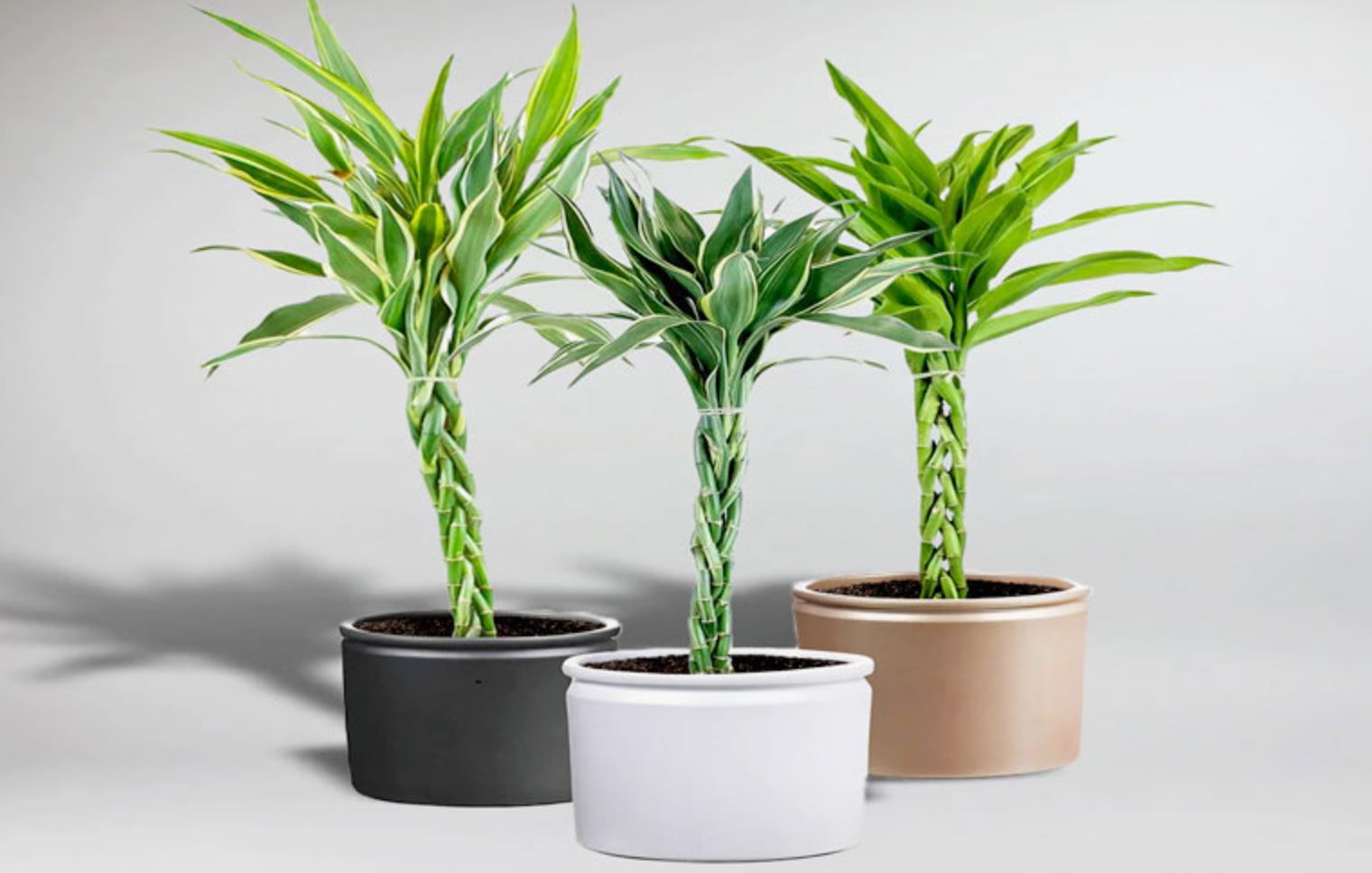 Trúc Phú Quý Và Những Điều Bạn Nên Biết