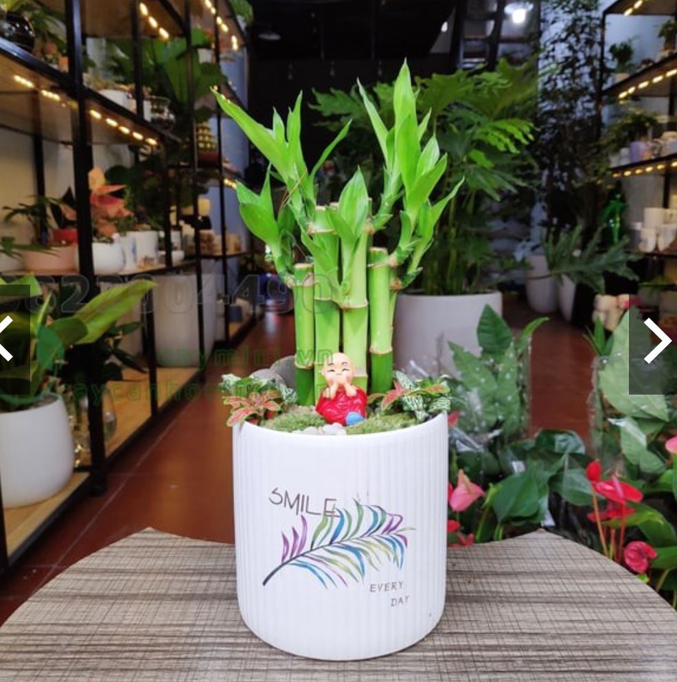 Trúc Phú Quý Và Những Điều Bạn Nên Biết