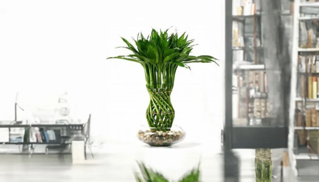 Trúc Phú Quý Và Những Điều Bạn Nên Biết