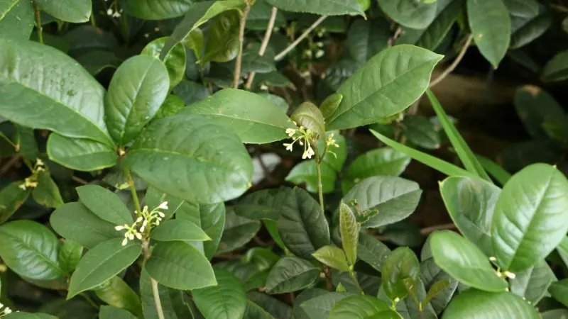 Ý nghĩa phong thủy của cây mộc hương