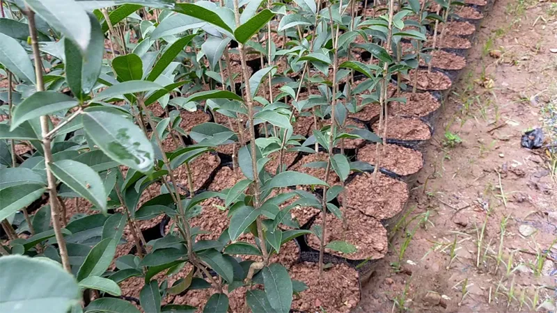 Cách trồng và chăm sóc cây mộc hương cho nhiều hoa đẹp